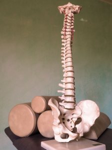 Colonna vertebrale